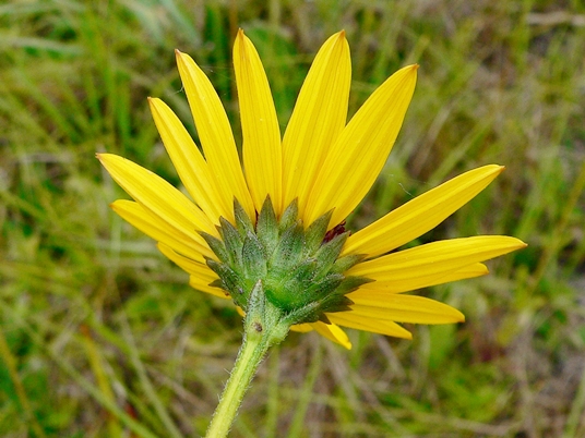 {Helianthus heterophyllus}